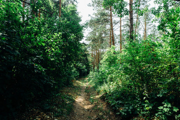 green trees in the forest in the sunlight