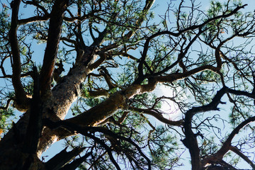 green forest trees in sunlight background of the lower view