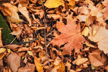 colorful red orange autumn leaves close up