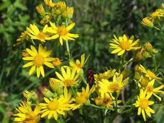 yellow flowers in garden