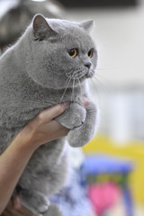 Chelyabinsk, Russian Federation - 08 September 2018. British breed cat in the exhibition of cats.