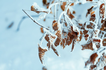 yellow leaves on branches in hoarfrost in winter