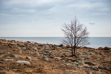 lonely empty sea beach with white sand, large rocks and old wooden trunks on the shore