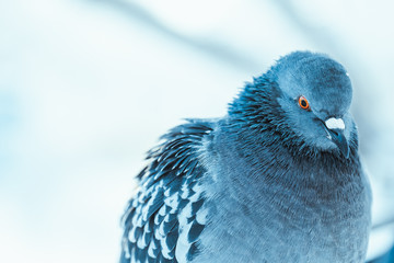 pigeon on the branch perched in the winter afternoon