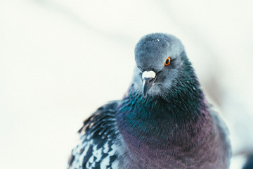 pigeon on the branch perched in the winter afternoon