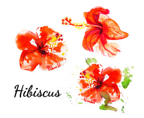Beautiful red hibiscus flowers. Watercolor painting. Exotic plant. Floral print. Sketch and blurry drawing. Botanical composition. Flower painted background. Hand drawn illustration. © Diana