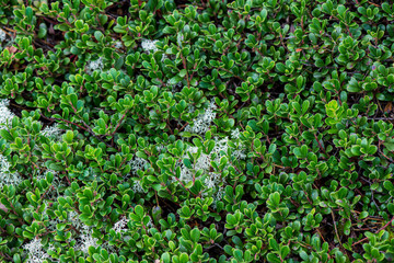 red lingonberry fruits in green forest moss in sunny summer day