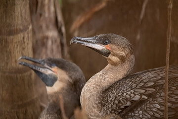 Two cormorants stand together closely
