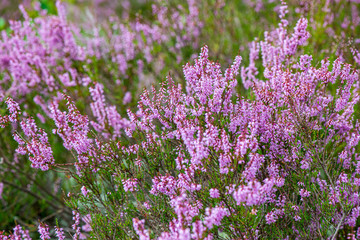 Obraz premium heather flowers in forest on green background blur