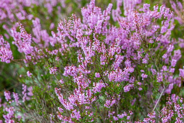 Fototapeta premium heather flowers in forest on green background blur