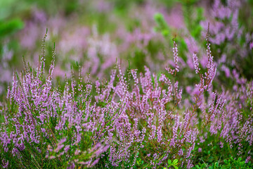 Fototapeta premium heather flowers in forest on green background blur
