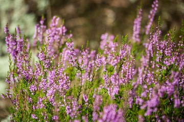 heather flowers in forest on green background blur