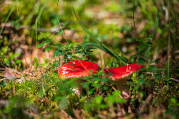 mushroom in green forest moss in summer