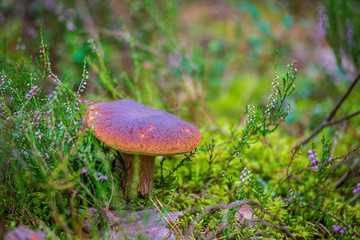 mushroom in green forest moss in summer
