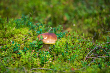 mushroom in green forest moss in summer