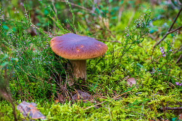 mushroom in green forest moss in summer