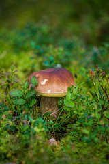 mushroom in green forest moss in summer