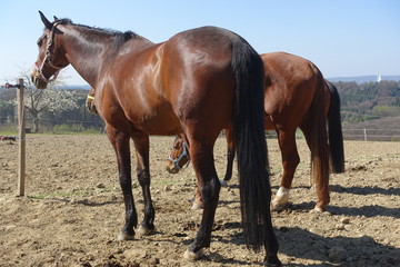 Pferd