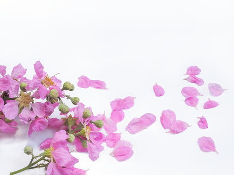 Beautiful Pink flowers and petals Lagerstroemia speciosa on white background, other names Queen's flower, Queen's crape myrtle, Jarul, Pyinma.