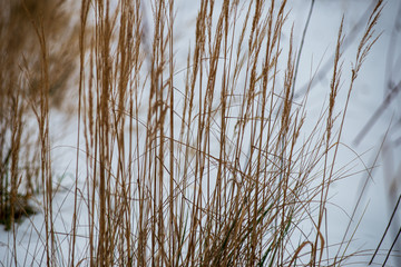 dry grass bents on blur background texture