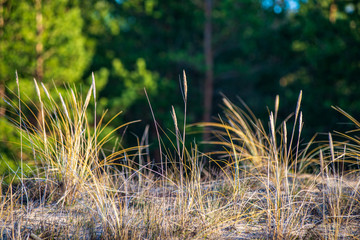 dry grass bents on blur background texture