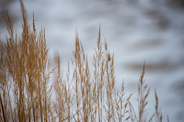 Obraz premium dry grass bents on blur background texture
