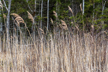 dry grass bents on blur background texture