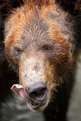 The brown bear portrait closeup