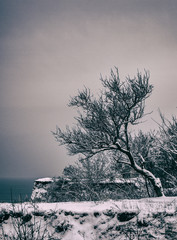  tree, sea, nature, beauty, sky