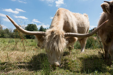 Tiere