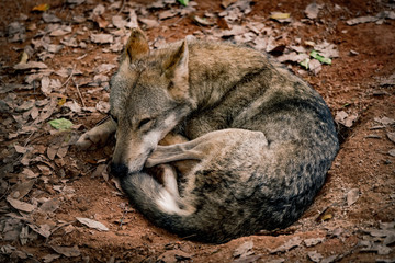 A sleeping wolf curls up itself