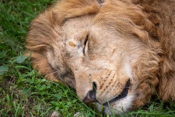 the head of a sleeping lion