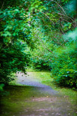 scenic beautiful tourist trail footpath in green forest