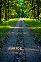 scenic beautiful tourist trail footpath in green forest