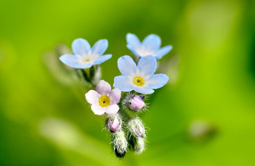 flowers on green background