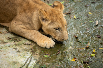 A lion drinks water in a stream