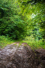 scenic beautiful tourist trail footpath in green forest