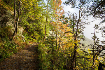 scenic beautiful tourist trail footpath in green forest