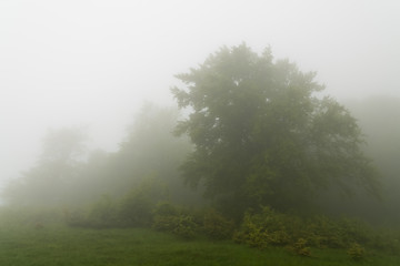 Obraz na płótnie Canvas Beautiful Tree Silhouettes on a Foggy Spring Day