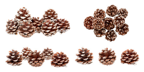 Pine tree cone, set and collection. Isolated