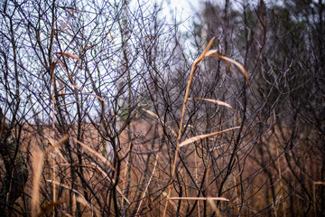 dry grass bents on blur background texture