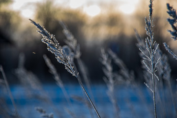 dry grass bents on blur background texture