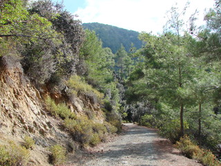 The landscape of a wide road among the dense mountain forest in the shade of trees, through whose branches the cloudy blue sky penetrates.