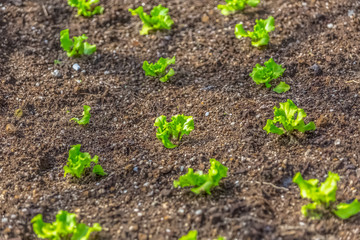 View of outdoor field of lettuce, dark earth and growing lettuces