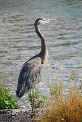 close up photo of blue heron in natural marshy area