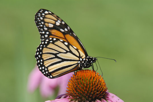 close up photo of butterfly on flower