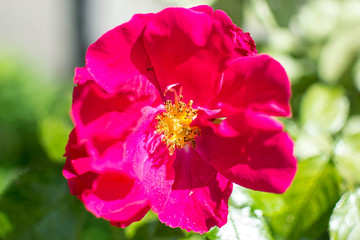 red wild rose flower