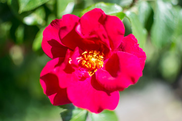 red wild rose flower