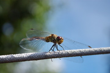 dragonfly on a rope