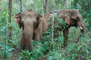 Two elephants in Mondulkiri © urbainnabalas2